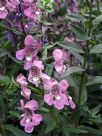 Angelonia angustifolia