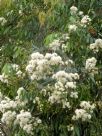 Angophora costata