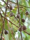 Angophora costata