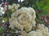 Angophora hispida