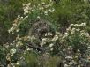 Angophora hispida