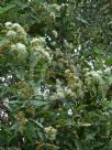 Angophora subvelutina