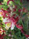 Aquilegia cultorum