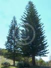 Araucaria heterophylla