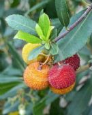 Arbutus unedo