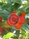 Arbutus unedo