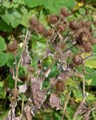 Arctium lappa