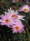 Argyranthemum frutescens