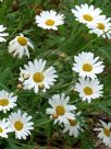 Argyranthemum frutescens