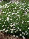 Argyranthemum frutescens