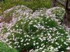 Argyranthemum frutescens