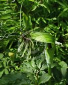 Arisaema tortuosum