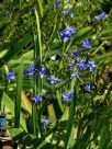 Aristea ecklonii