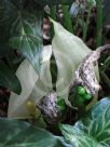 Arum italicum