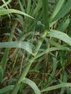 Arundo donax