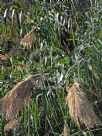 Arundo donax