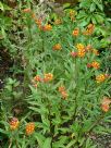 Asclepias tuberosa