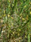 Asparagus officinalis