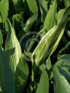 Aspidistra elatior Variegata