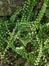 Asplenium flabellifolium