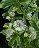 Astrantia major Sunningdale Variegated