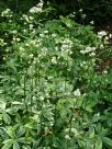 Astrantia major Sunningdale Variegated