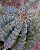 Astrophytum ornatum