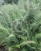 Athyrium filix-femina