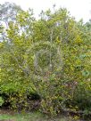 Azara lanceolata