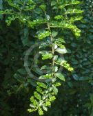 Azara microphylla