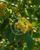 Azara serrata